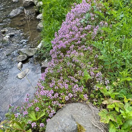 펜션 Usadba Novoselitsa (Zakarpattia)
