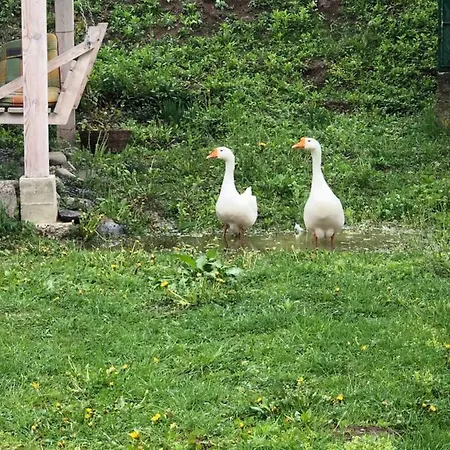 Usadba Novoselitsa (Zakarpattia)
