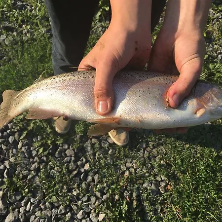 Usadba * Novoselitsa (Zakarpattia)